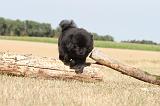 CHOW CHOW 049